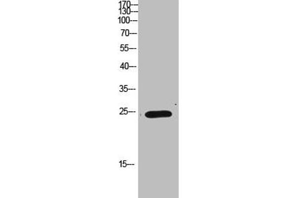 IMP3 Antikörper  (AA 135-184)