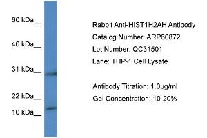 Western Blotting (WB) image for anti-Histone H2A Type 1-H (HIST1H2AH) (C-Term) antibody (ABIN2788614) (HIST1H2AH antibody  (C-Term))