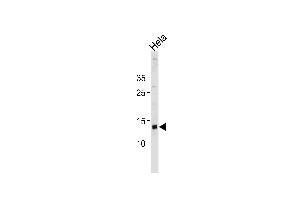 D Antibody (N-term) 20466a western blot analysis in Hela cell line lysates (35 μg/lane). (DAP antibody  (N-Term))