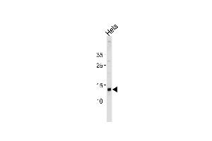 D Antibody (N-term) 20466a western blot analysis in Hela cell line lysates (35 μg/lane). (DAP antibody  (N-Term))