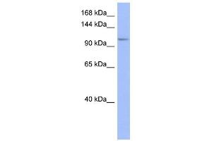 MSH4 antibody used at 1 ug/ml to detect target protein.