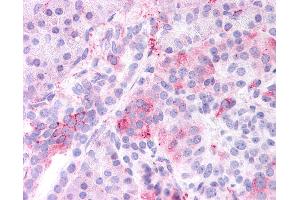 Anti-KCNMB3 antibody IHC of human pancreas. (KCNMB3 antibody  (Internal Region))