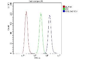 Flow Cytometry analysis of A431 cells using anti-GM130 antibody (ABIN6719433). (Golgin A2 (GOLGA2) (AA 796-913) antibody)