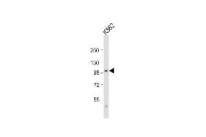 Anti-SRPK1 Antibody (N-term)at 1:2000 dilution + K562 whole cell lysate Lysates/proteins at 20 μg per lane. (SRPK1 antibody  (N-Term))