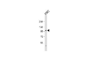 Anti-SRPK1 Antibody (N-term)at 1:2000 dilution + K562 whole cell lysate Lysates/proteins at 20 μg per lane.