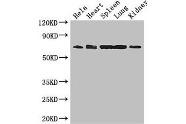ENTPD7 antibody  (AA 51-350)