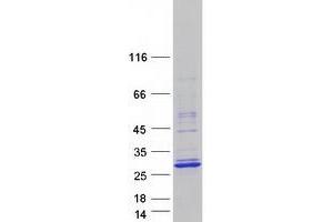 Validation with Western Blot (TCF23 Protein (Myc-DYKDDDDK Tag))