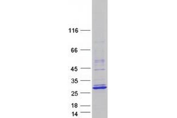 TCF23 Protein (Myc-DYKDDDDK Tag)