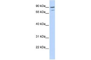 WB Suggested Anti-AKAP8 Antibody Titration:  0. (AKAP8 antibody  (Middle Region))
