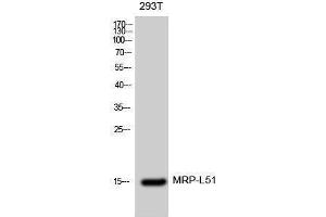 Western Blotting (WB) image for anti-Mitochondrial Ribosomal Protein L51 (MRPL51) (Internal Region) antibody (ABIN3185667) (MRPL51 antibody  (Internal Region))