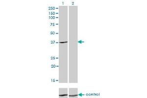 Western blot analysis of ADH4 over-expressed 293 cell line, cotransfected with ADH4 Validated Chimera RNAi (Lane 2) or non-transfected control (Lane 1).