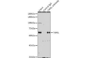 Immunoprecipitation analysis of 300 μg extracts of HeLa cells using 3 μg TL antibody (ABIN7270717). (TAF6L antibody  (AA 1-200))