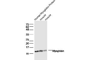 Lane1: Human Myoglobin Protein lysates Lane 2: mouse muscle lysates Lane 3: mouse muscle lysates probed with Myoglobin Polyclonal Antibody, Unconjugated  at 1:300 dilution and 4˚C overnight incubation. (Myoglobin antibody  (AA 2-154))
