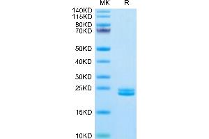 IL-11 Protein (AA 22-199) (His tag)