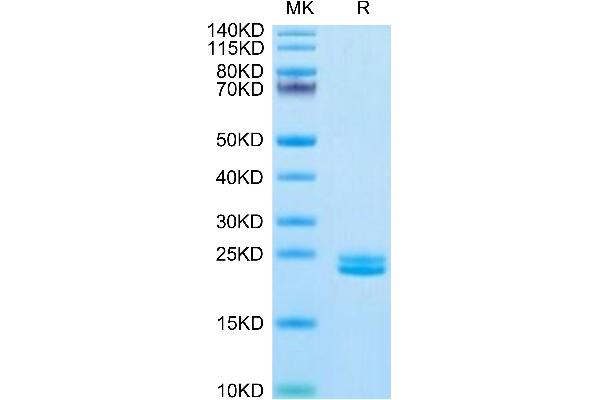 IL-11 Protein (AA 22-199) (His tag)