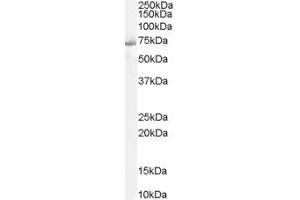 ABIN184604 staining (2µg/ml) of Human Muscle lysate (RIPA buffer, 35µg total protein per lane). (PTPN11 antibody  (C-Term))