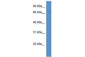 Western Blot showing ACSM3 antibody used at a concentration of 1 ug/ml against PANC1 Cell Lysate (ACSM3 antibody  (C-Term))