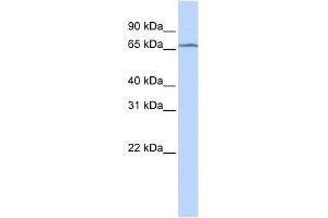 TRMT5 antibody used at 1 ug/ml to detect target protein. (TRMT5 antibody)