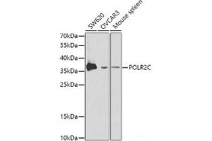Western blot analysis of extracts of various cell lines using POLR2C Polyclonal Antibody at dilution of 1:1000. (POLR2C antibody)