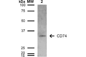 Western Blot analysis of Human Lymphoblastoid cell line (Raji) showing detection of 33-35 kDa CD74 protein using Mouse Anti-CD74 Monoclonal Antibody, Clone 6D9 . (CD74 antibody  (AA 1-100) (Atto 594))