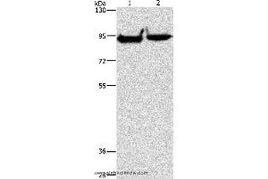 Western blot analysis of Mouse heart and brain tissue, using MARK1 Polyclonal Antibody at dilution of 1:500 (MARK1 antibody)
