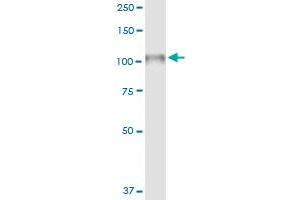 Immunoprecipitation of NLGN4X transfected lysate using anti-NLGN4X MaxPab rabbit polyclonal antibody and Protein A Magnetic Bead , and immunoblotted with NLGN4X purified MaxPab mouse polyclonal antibody (B01P) . (Neuroligin 4 antibody  (AA 1-816))