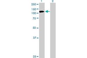 Western Blot analysis of PHC1 expression in transfected 293T cell line by PHC1 MaxPab rabbit polyclonal antibody. (PHC1 antibody  (AA 1-957))