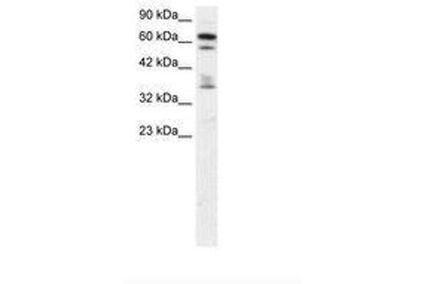 ZNF512 antibody  (AA 205-254)