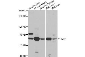 Western blot analysis of extracts of various cell lines, using PMS1 antibody. (PMS1 antibody)