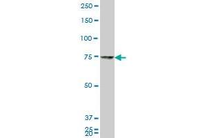 HNRPM monoclonal antibody (M01), clone 2B6. (HNRNPM antibody  (AA 17-112))