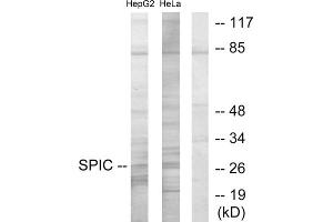 Western blot analysis of extracts from HepG2 cells and HeLa cells, using SPIC antibody. (SPIC antibody  (Internal Region))