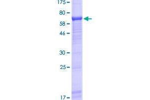 UBASH3A Protein (AA 1-451) (GST tag)