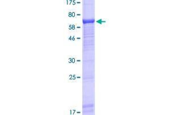 UBASH3A Protein (AA 1-451) (GST tag)