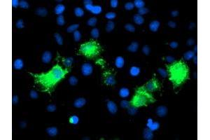 Anti-PVRL1 mouse monoclonal antibody (ABIN2454981) immunofluorescent staining of COS7 cells transiently transfected by pCMV6-ENTRY PVRL1 (RC211214). (PVRL1 antibody)