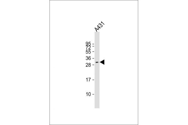 FSTL3 Antikörper  (C-Term)