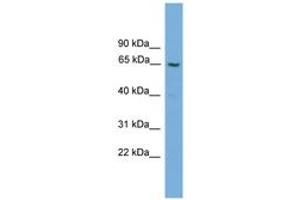 gGT2 antibody  (AA 51-100)
