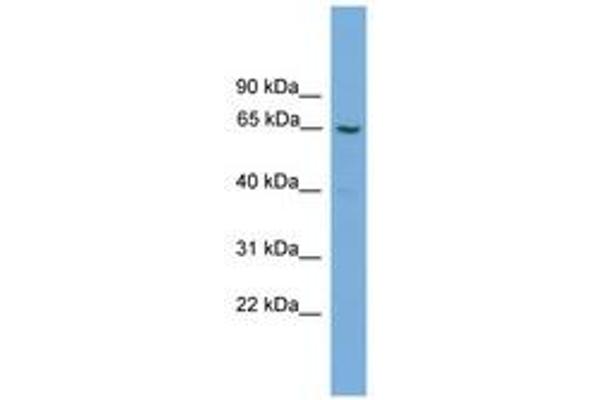 gGT2 antibody  (AA 51-100)