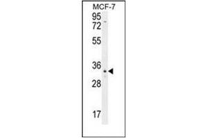 Western blot analysis of OR6C4 Antibody (C-term) in MCF-7 cell line lysates (35ug/lane). (OR6C4 antibody  (C-Term))