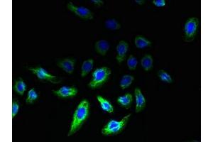 Immunofluorescent analysis of A549 cells using ABIN7167439 at dilution of 1:100 and Alexa Fluor 488-congugated AffiniPure Goat Anti-Rabbit IgG(H+L) (REEP2 antibody  (AA 78-252))