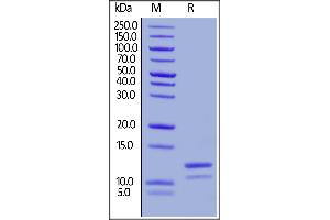 Human Apolipoprotein A-II, His Tag on  under reducing (R) condition.