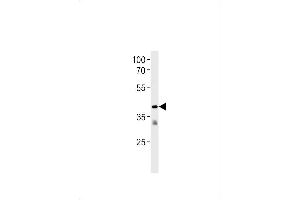 TR2 Antibody (N-term) (ABIN1881866 and ABIN2843381) western blot analysis in Jurkat cell line lysates (35 μg/lane). (GPR58 antibody  (N-Term))