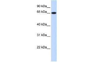 Western Blotting (WB) image for anti-Ribophorin 1 (RPN1) antibody (ABIN2458496) (RPN1 antibody)
