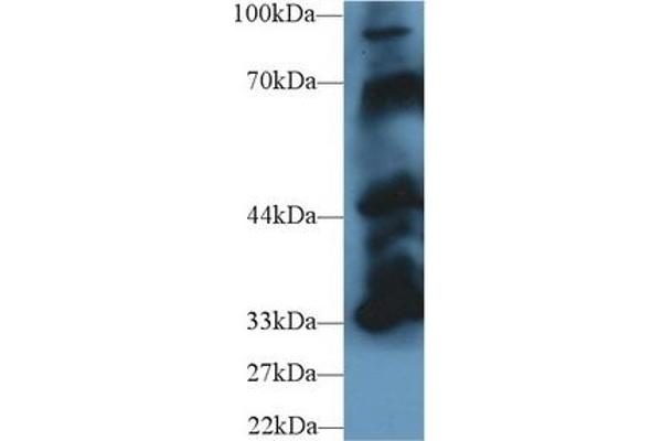 PTPN5 antibody  (AA 270-533)