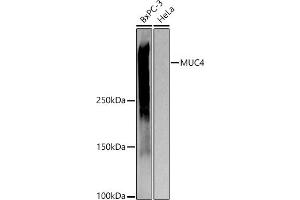 Western blot analysis of extracts of various cell lines, using MUC4 antibody (ABIN7268693) at 1:1000 dilution. (MUC4 antibody)