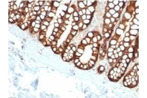 Formalin-fixed, paraffin-embedded feline (cat) small intestine stained with EpCAM Mouse Monoclonal Antibody (EGP40/1110). (EpCAM antibody  (Cytoplasmic Domain))