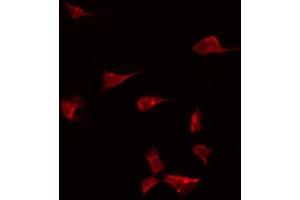 ABIN6274918 staining Hela by IF/ICC. (BMP10 antibody  (Internal Region))