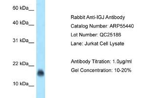 Western Blotting (WB) image for anti-Immunoglobulin J Polypeptide, Linker Protein For Immunoglobulin alpha and mu Polypeptides (IGJ) (N-Term) antibody (ABIN970939) (IGJ antibody  (N-Term))
