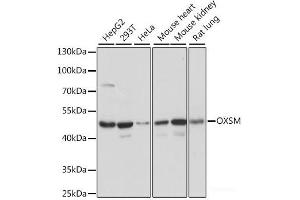Western blot analysis of extracts of various cell lines using OXSM Polyclonal Antibody at dilution of 1:1000. (OXSM antibody)
