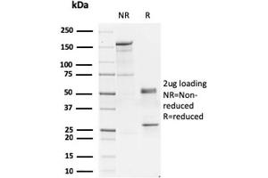 SDS-PAGE Analysis of Purified GATA-3 Mouse Monoclonal Antibody (GATA3/2445). (GATA3 antibody  (AA 357-436))