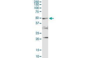 PDHA2 MaxPab rabbit polyclonal antibody. (PDHA2 antibody  (AA 1-388))